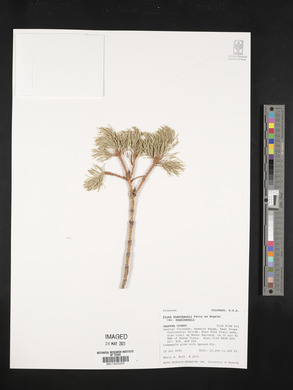 Picea engelmannii image