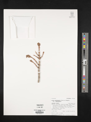 Picea engelmannii image