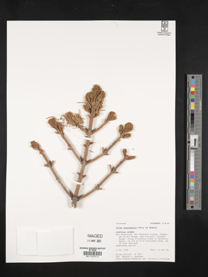 Picea engelmannii image