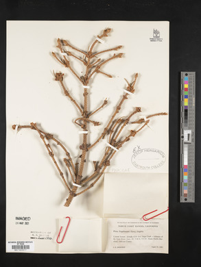 Picea engelmannii image