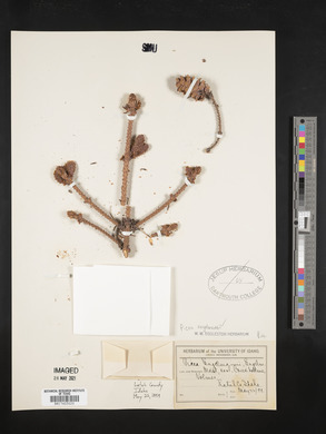 Picea engelmannii image