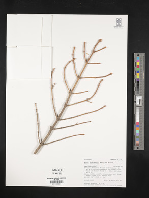 Picea engelmannii image