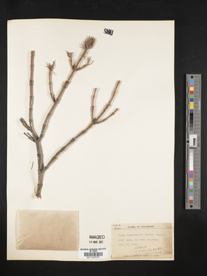 Picea engelmannii image