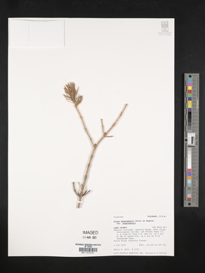 Picea engelmannii image