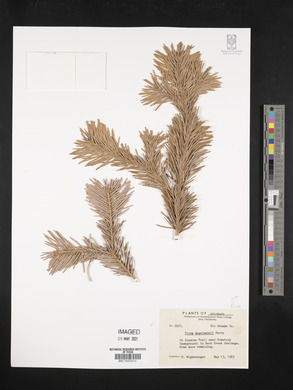 Picea engelmannii image