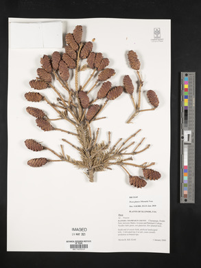 Picea glauca image