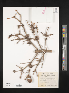Picea glauca image
