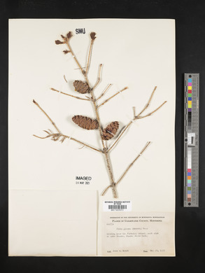 Picea glauca image