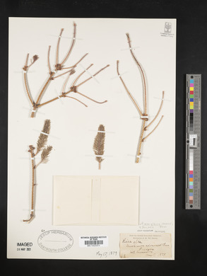 Picea glauca image