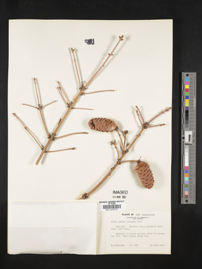 Picea glauca image