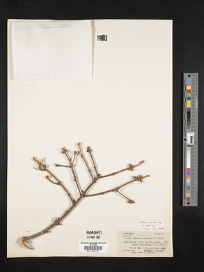 Picea glauca image