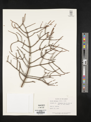 Picea mariana image
