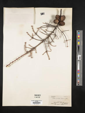 Picea mariana image
