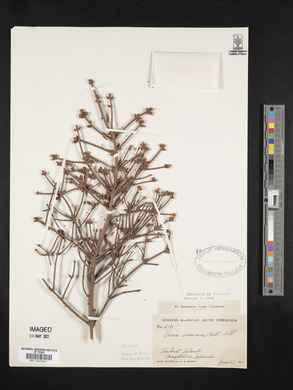 Picea mariana image