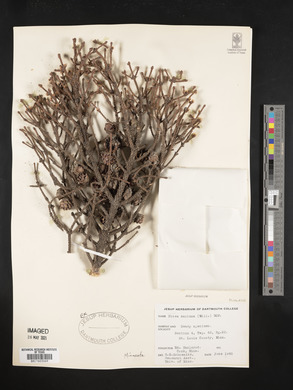 Picea mariana image