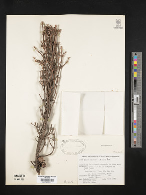 Picea mariana image