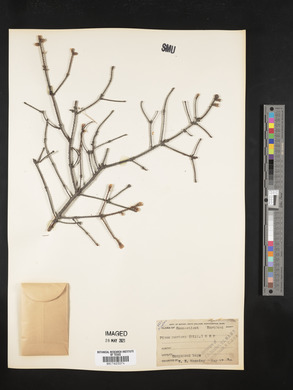 Picea mariana image