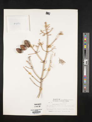 Picea mariana image