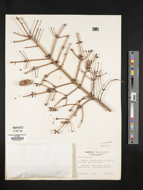 Picea rubens image