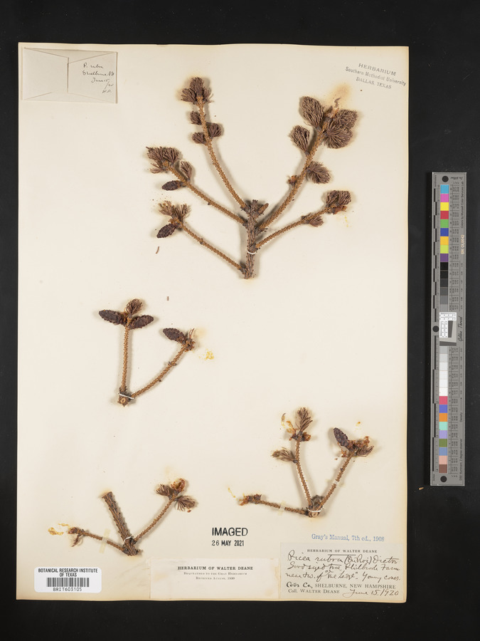Pinus rubra image
