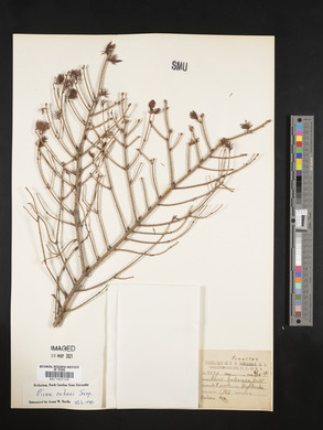 Picea rubens image