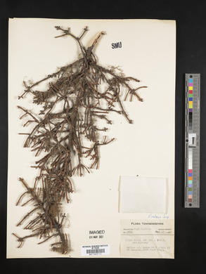 Picea rubens image