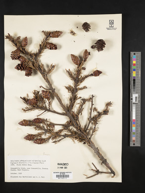 Picea rubens image