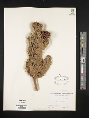 Pinus aristata image