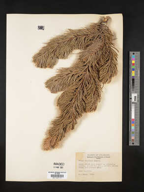Pinus aristata image