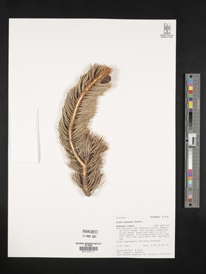 Pinus aristata image