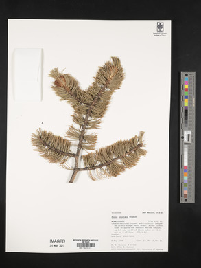 Pinus aristata image