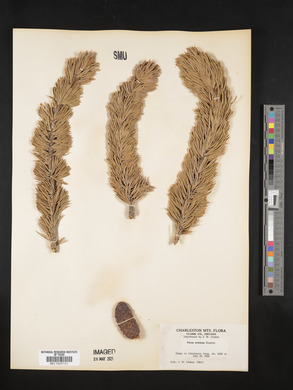 Pinus aristata image