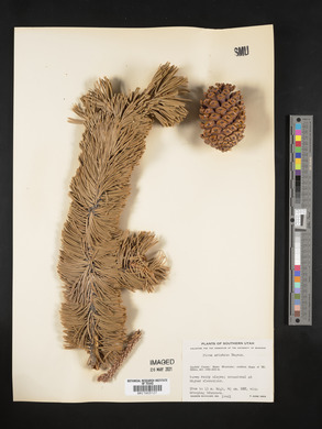 Pinus aristata image