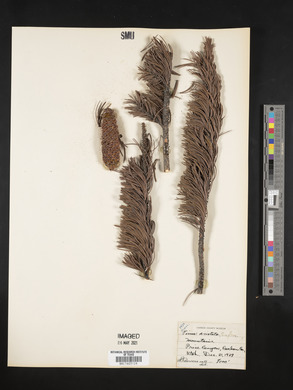Pinus aristata image