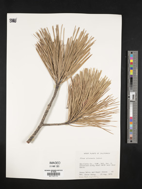 Pinus attenuata image