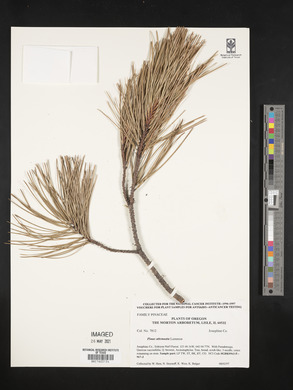 Pinus attenuata image