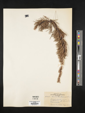 Pinus banksiana image