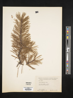 Pinus banksiana image