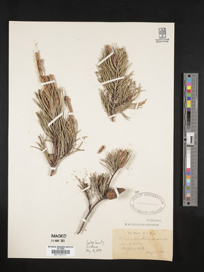 Pinus banksiana image