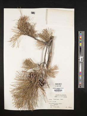 Pinus banksiana image