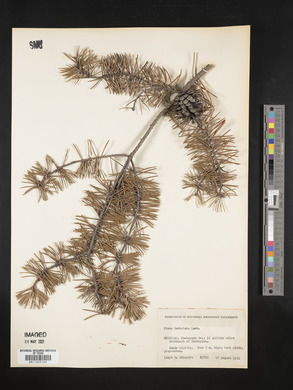 Pinus banksiana image