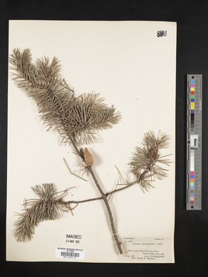 Pinus banksiana image