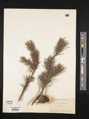 Pinus banksiana image