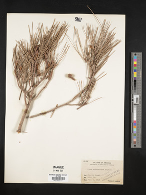 Pinus leiophylla var. chihuahuana image