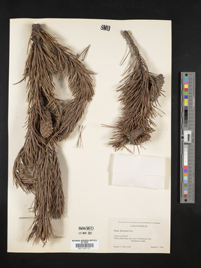 Pinus contorta image