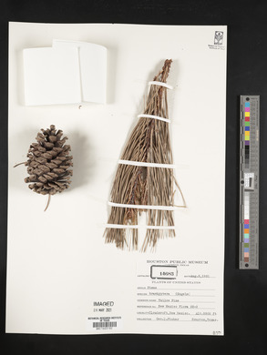 Pinus ponderosa image