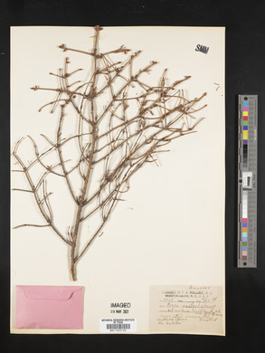 Image of Picea australis