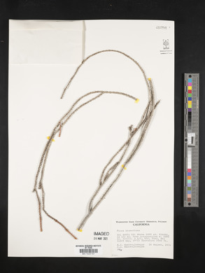 Picea breweriana image