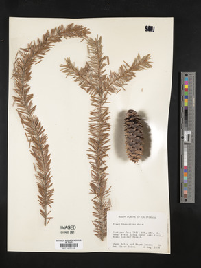 Picea breweriana image