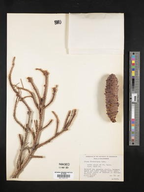 Picea breweriana image